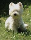 Immagine Westie