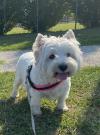 Immagine Westie