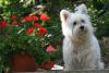 Immagine Westie