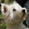 Immagine Westie