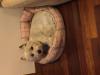 Immagine Westie