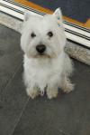 Immagine Westie
