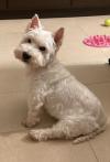 Immagine Westie
