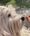 Immagine Westie