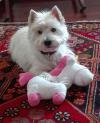 Immagine Westie