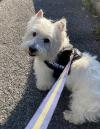 Immagine Westie