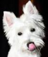 Immagine Westie