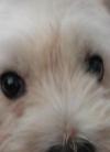 Immagine Westie