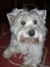 Immagine Westie