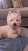 Immagine Westie