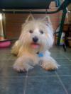 Immagine Westie