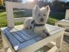 Immagine Westie