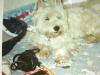 Immagine Westie