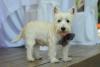 Immagine Westie
