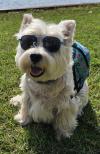 Immagine Westie