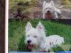 Immagine Westie
