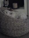 Immagine Westie