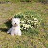 Immagine Westie