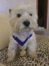 Immagine Westie