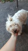 Immagine Westie