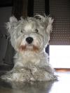 Immagine Westie