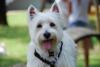 Immagine Westie