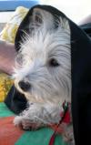 Immagine Westie