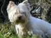 Immagine Westie