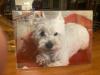 Immagine Westie