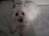 Immagine Westie