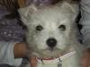 Immagine Westie