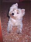 Immagine Westie