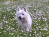 Immagine Westie