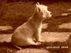 Immagine Westie