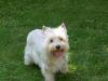 Immagine Westie