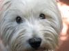 Immagine Westie