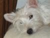 Immagine Westie