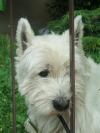 Immagine Westie