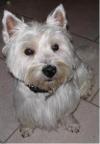 Immagine Westie
