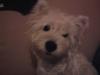 Immagine Westie
