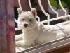 Immagine Westie