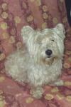 Immagine Westie