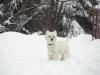 Immagine Westie