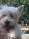 Immagine Westie