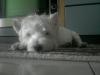Immagine Westie