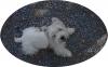 Immagine Westie