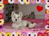 Immagine Westie
