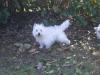 Immagine Westie