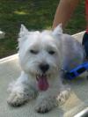 Immagine Westie