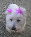 Immagine Westie